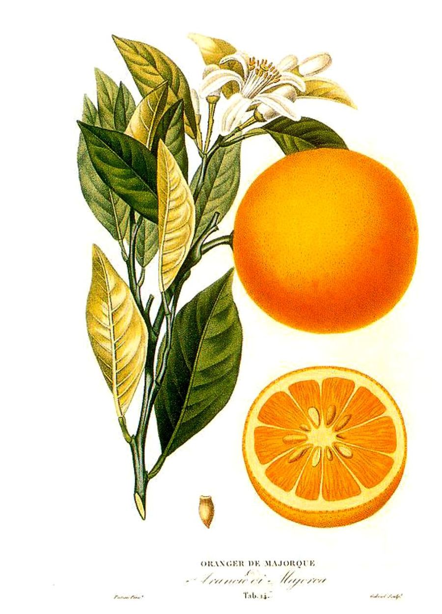 (Italiano) Citrus sinensis Sistematica, Etimologia, Habitat