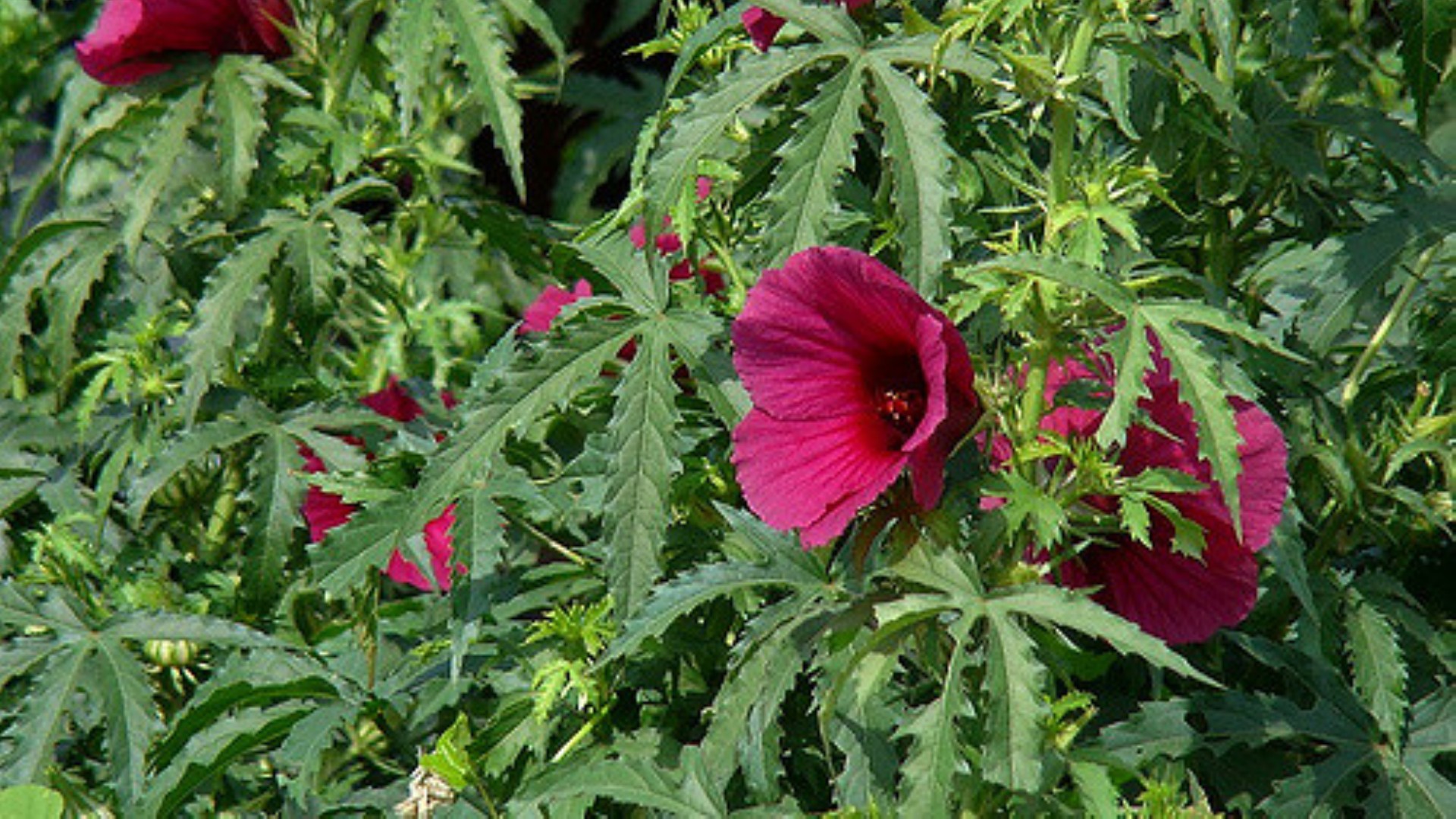 Hibiscus cannabinus Sistematica, Etimologia, Habitat, Descrizione