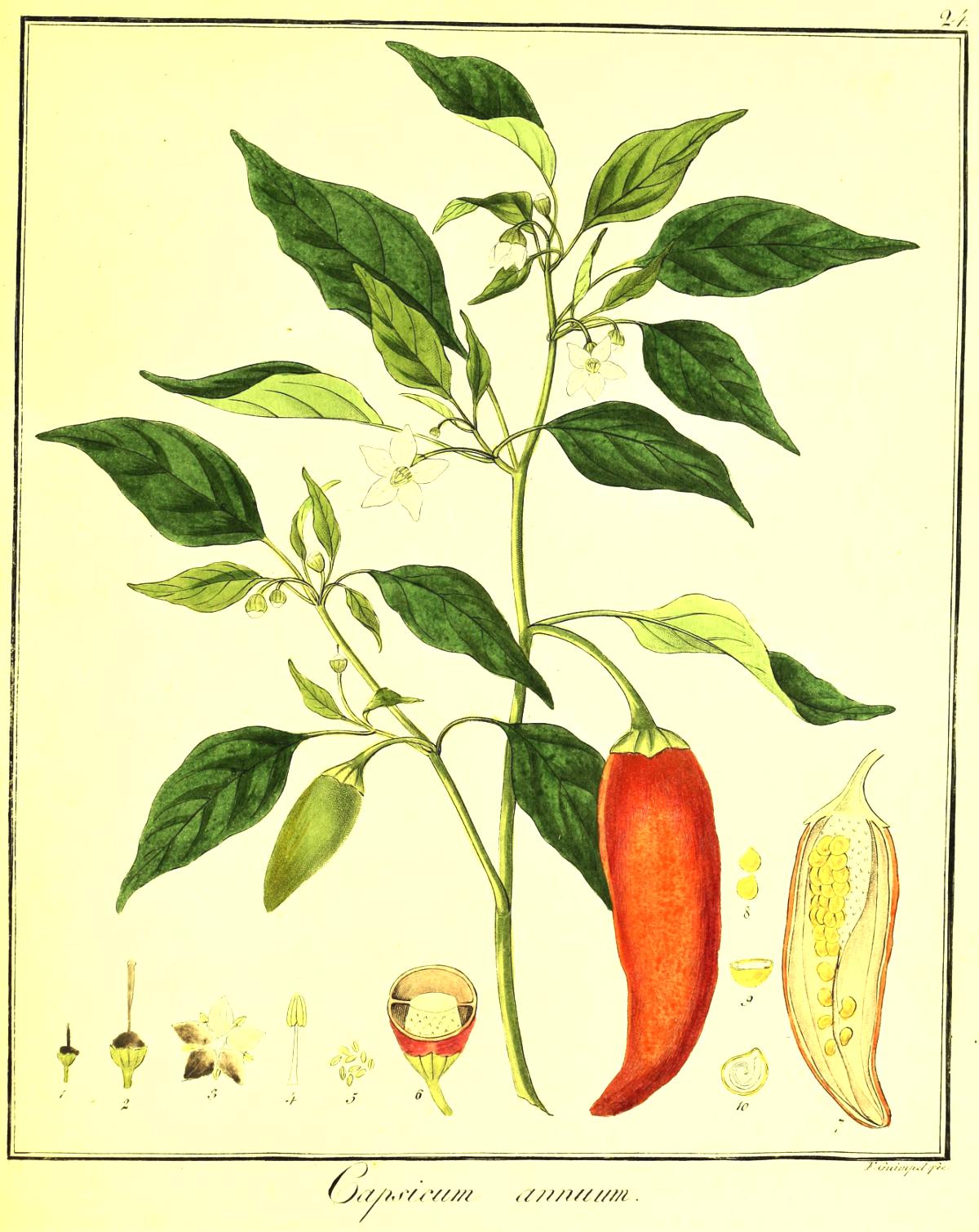 Capsicum annuum Sistematica, Etimologia, Habitat, Coltivazione