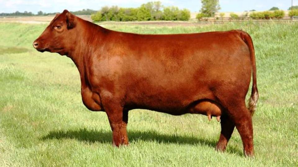 (Italiano) Red Angus Sistematica, Areale, Attitudine produttiva