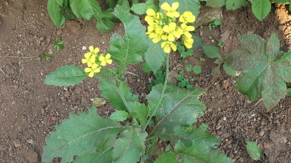 Brassica juncea Sistematica, Etimologia, Habitat, Coltivazione