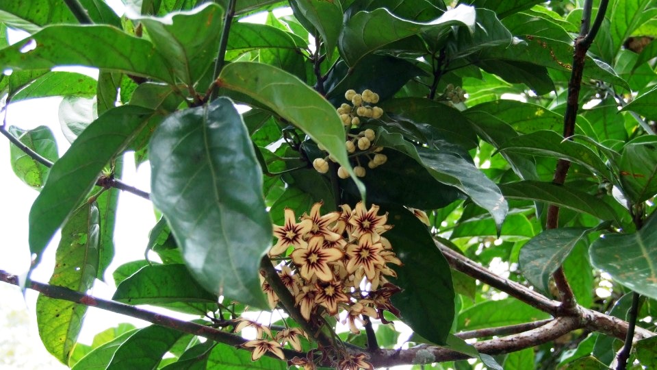 Cola nitida Sistematica, Etimologia, Habitat, Coltivazione