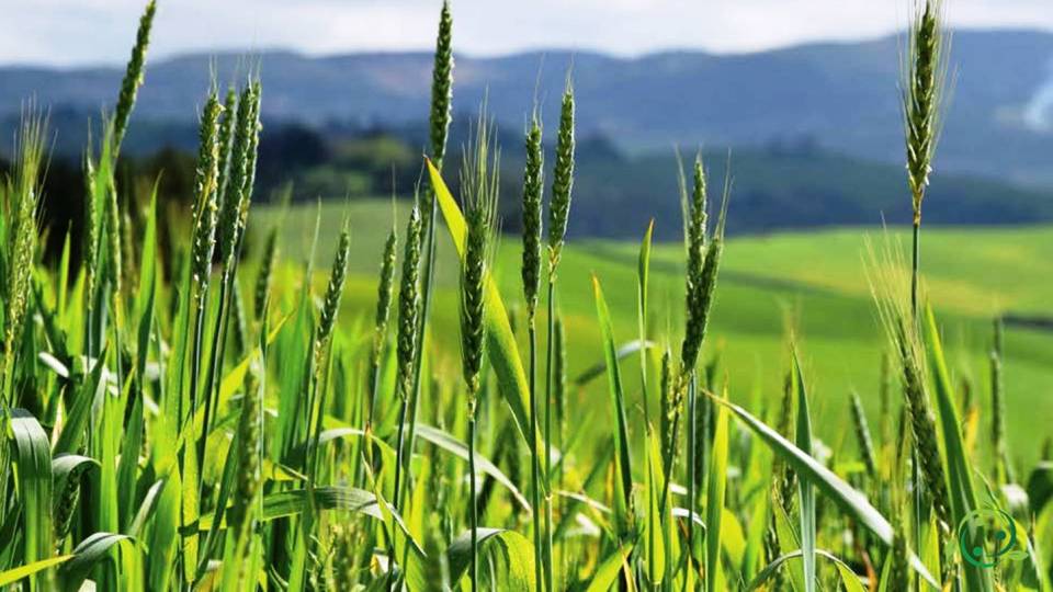 Culmo definizione, significato, morfologia, struttura, funzione