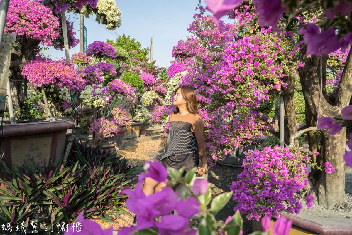 田尾九重葛之家(輝豐園藝) | 如夢境般比人高的九重葛花海。