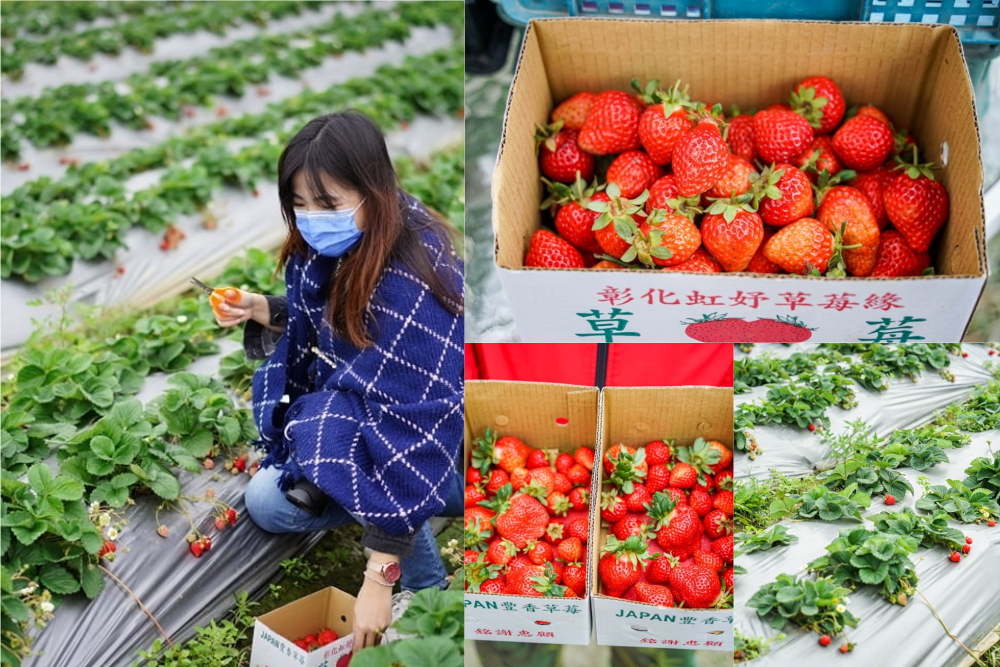 虹妤觀光草莓緣 | 彰化埔鹽採草莓，彰化也能採到香甜豐香草莓，近埔鹽順澤宮、小班長的家。