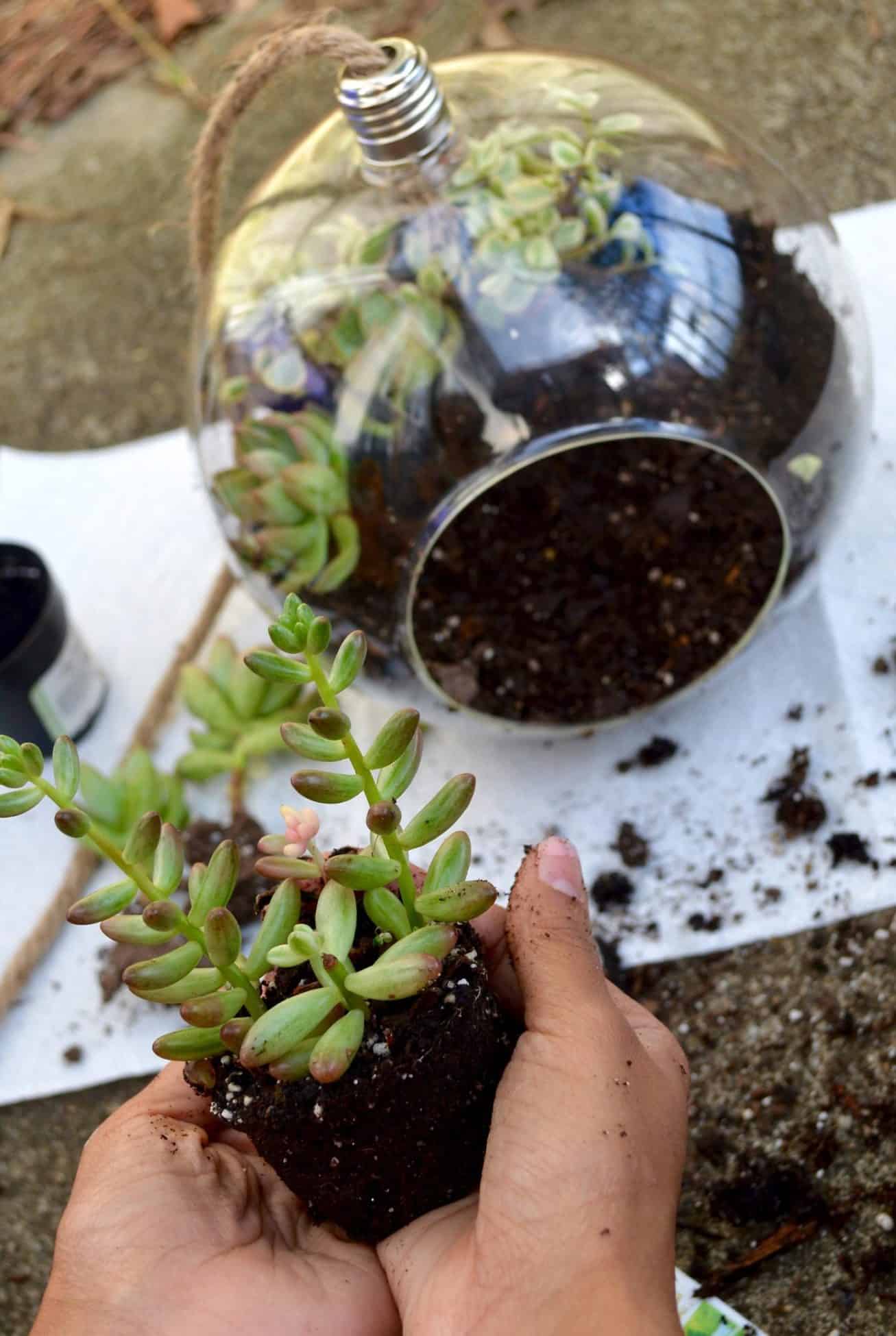 Succulent Terrarium :: DIY - An Unblurred Lady