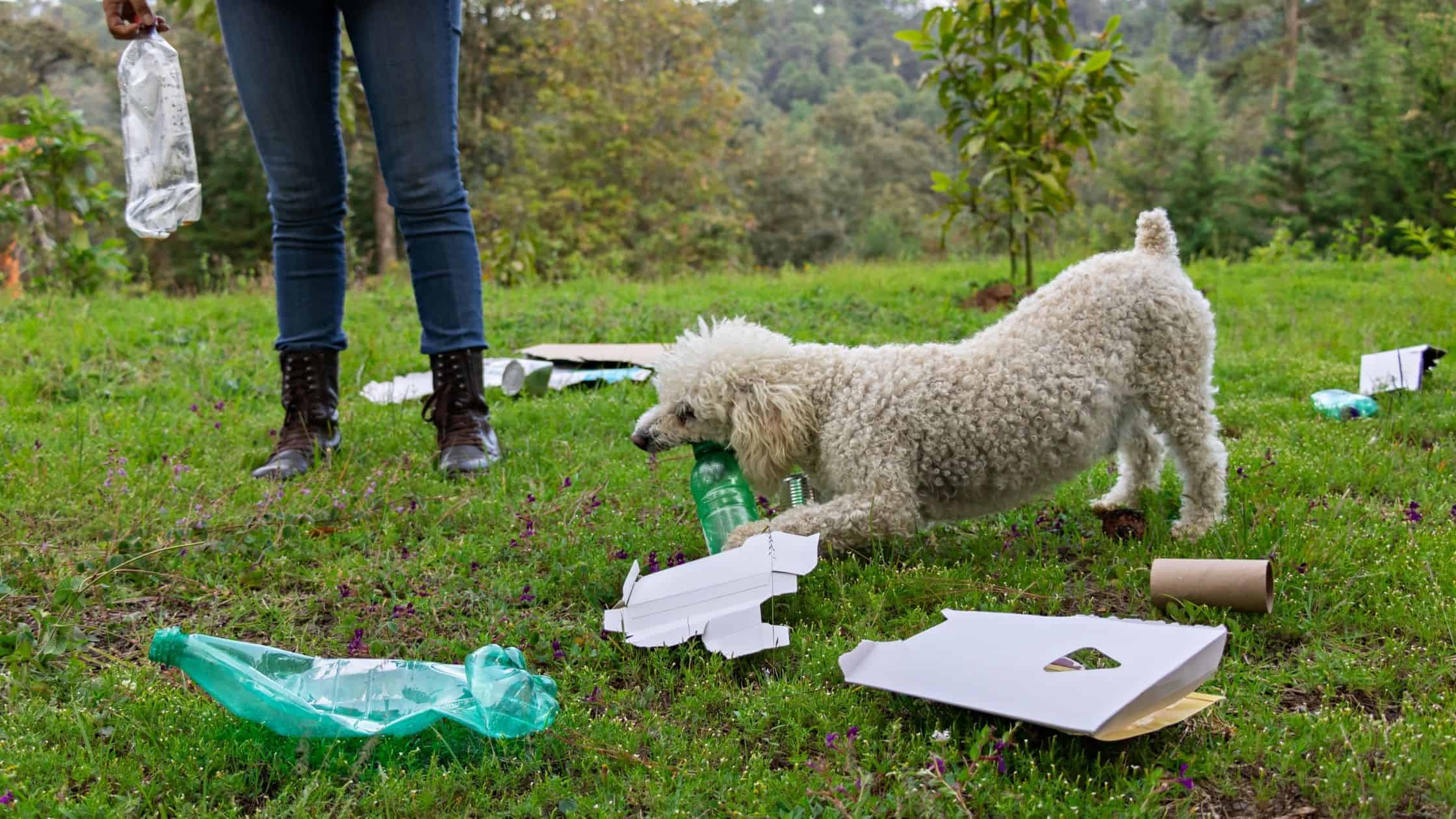 Pica in Dogs Causes, Symptoms, and Treatment