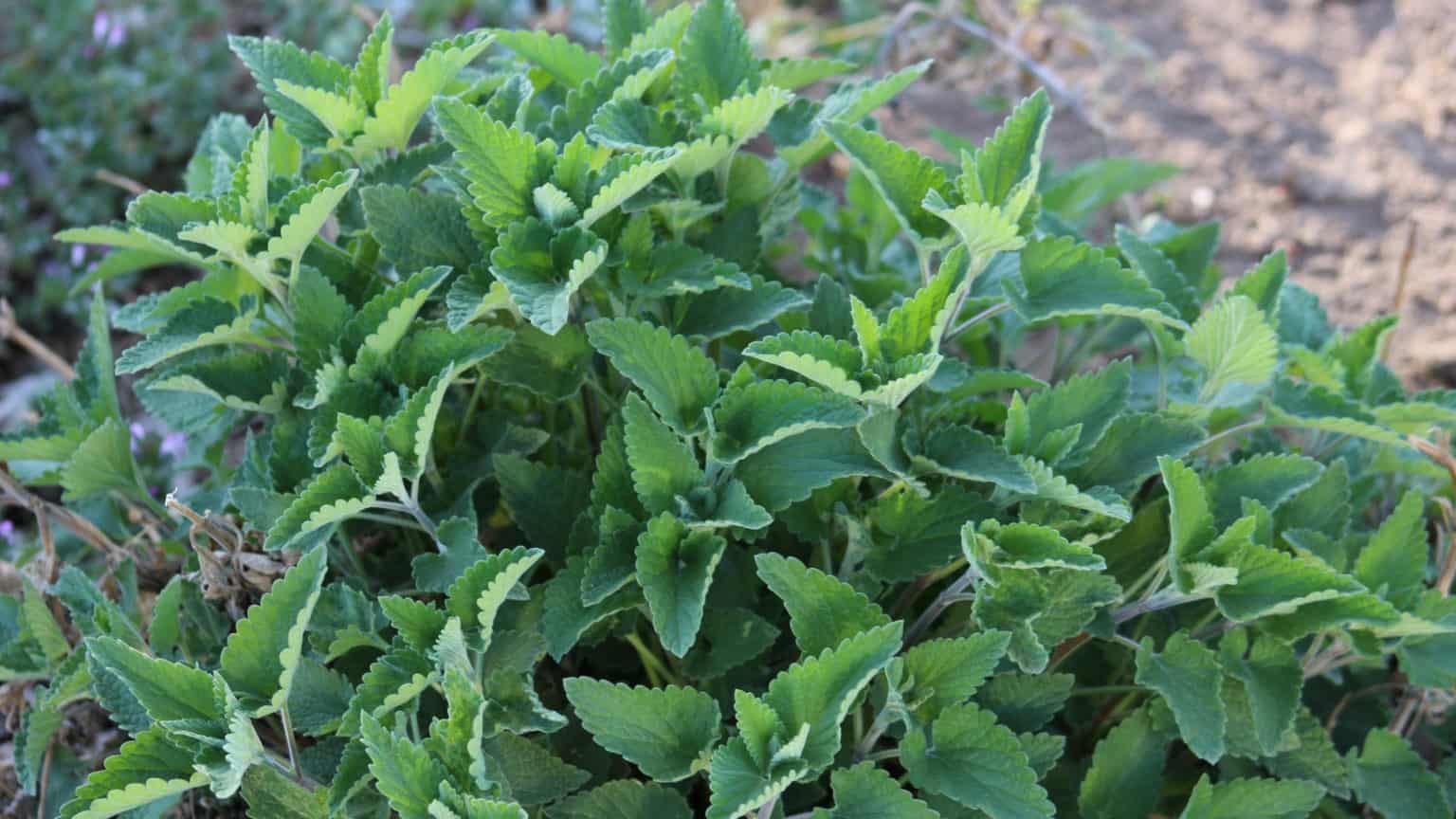 Catnip For Dogs Is Catnip Bad for Dogs?