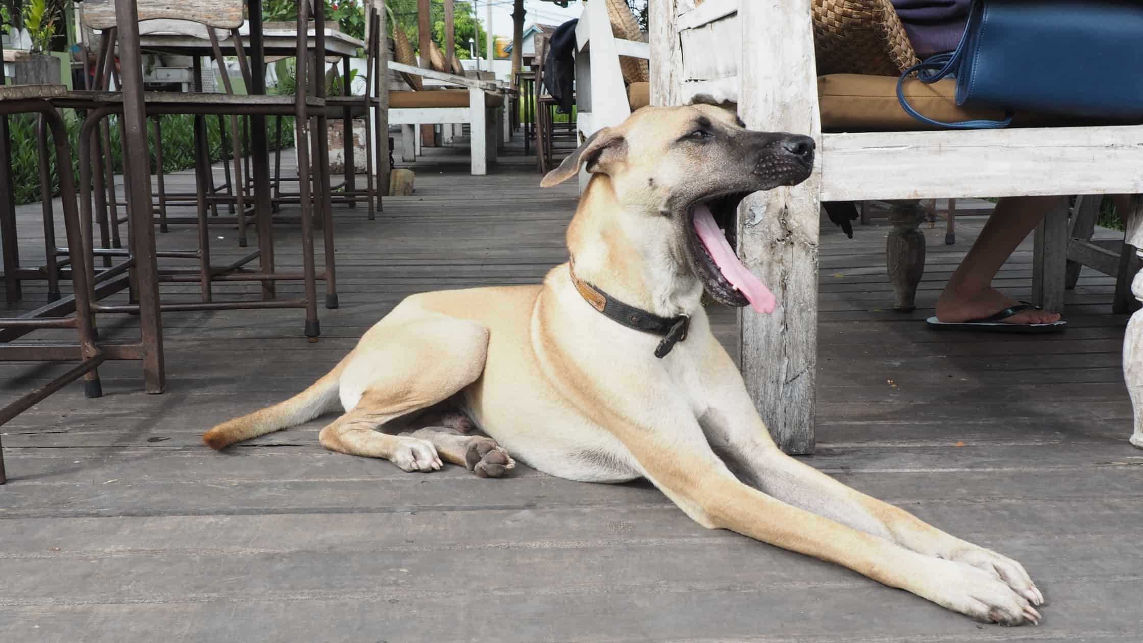 Why Do Dogs Yawn? and What It Really Means