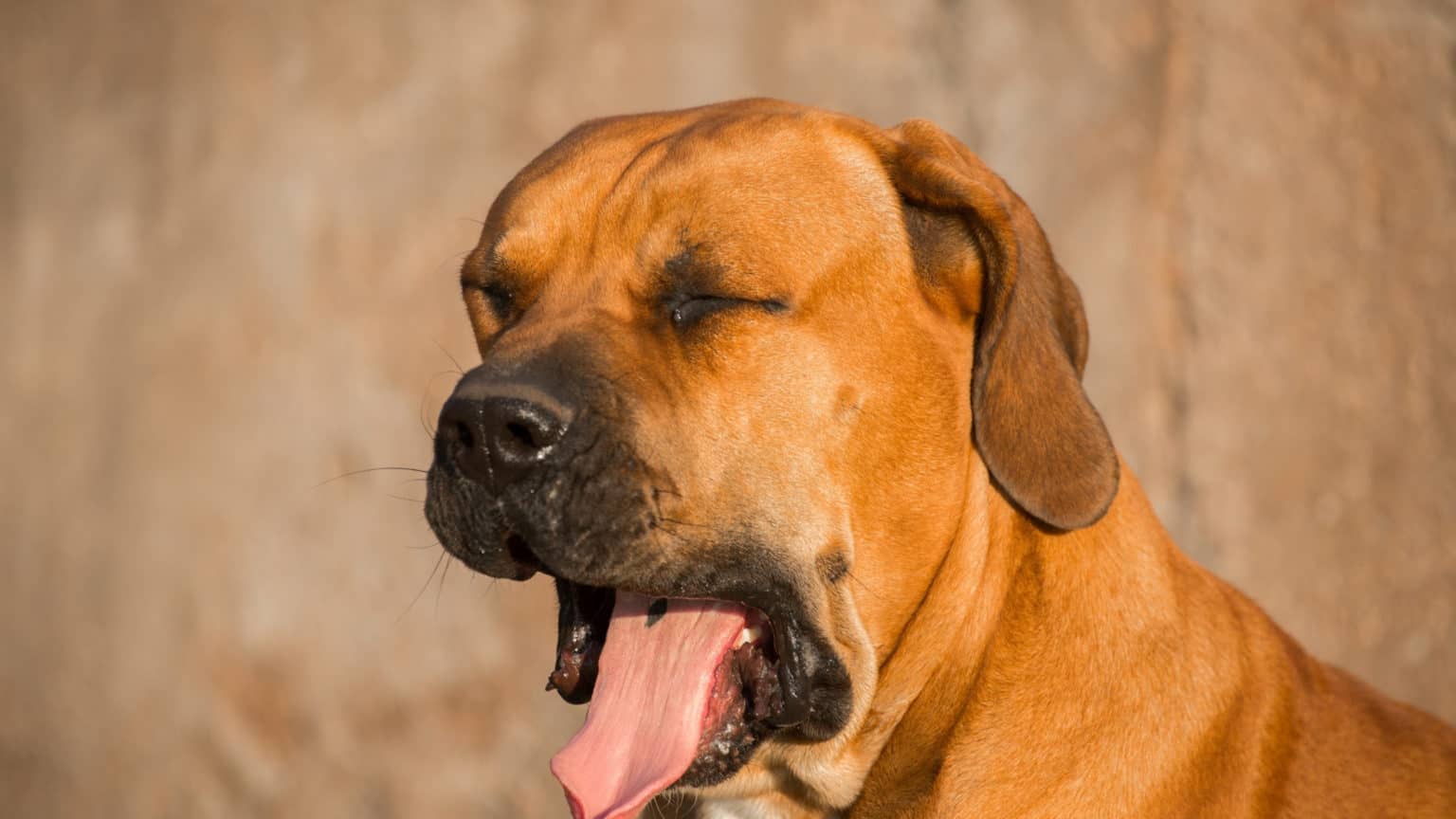 Why Do Dogs Yawn? and What It Really Means