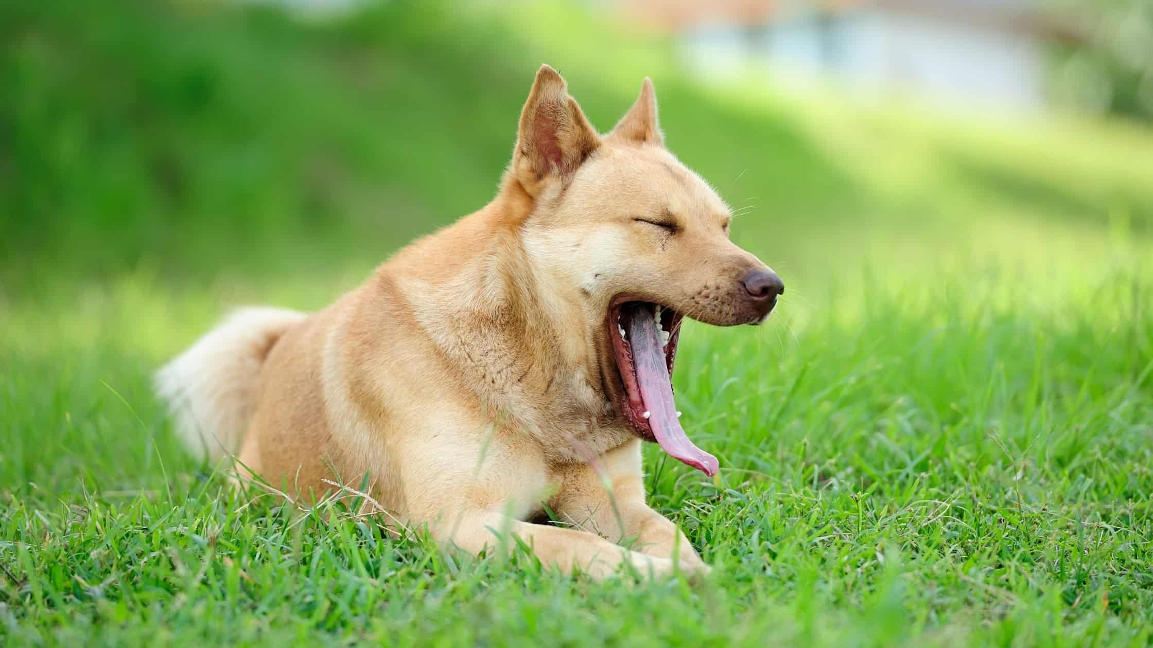 Why Do Dogs Yawn? and What It Really Means