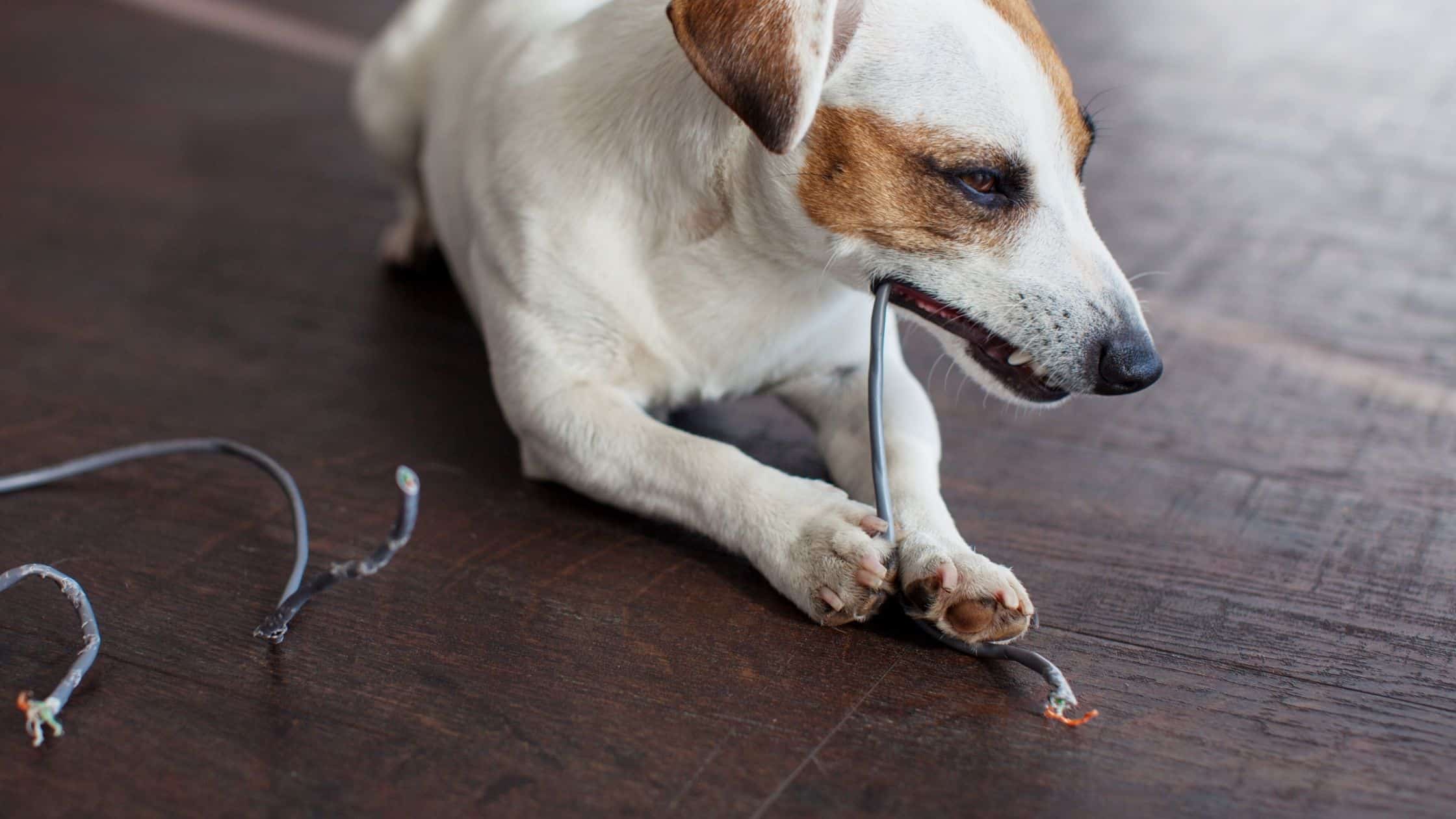 Dog pica definition slholoser