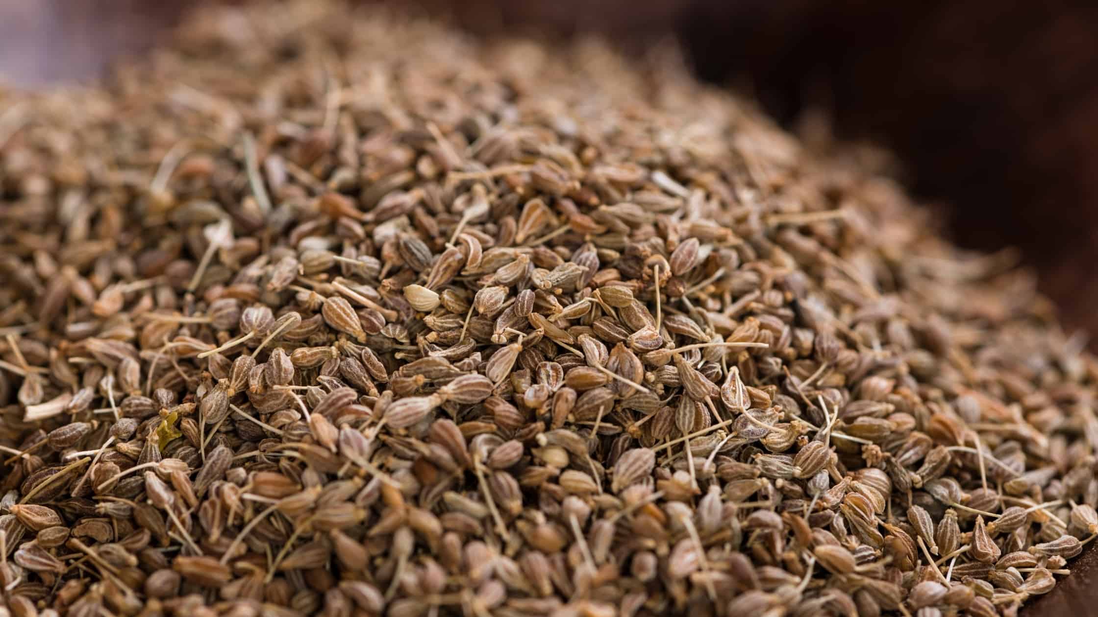 Anise for Dogs Is it Dognip?