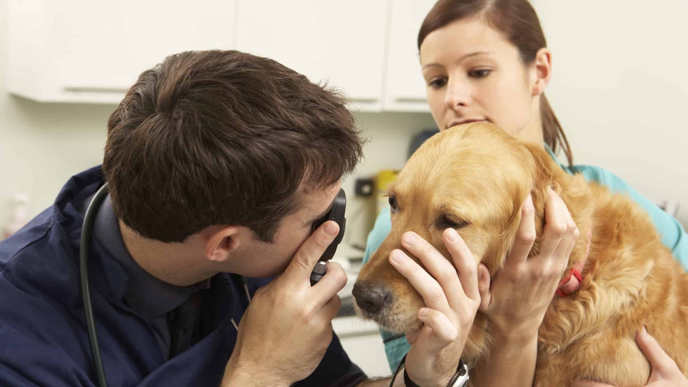 Giving Dogs Benadryl, Is it Safe?