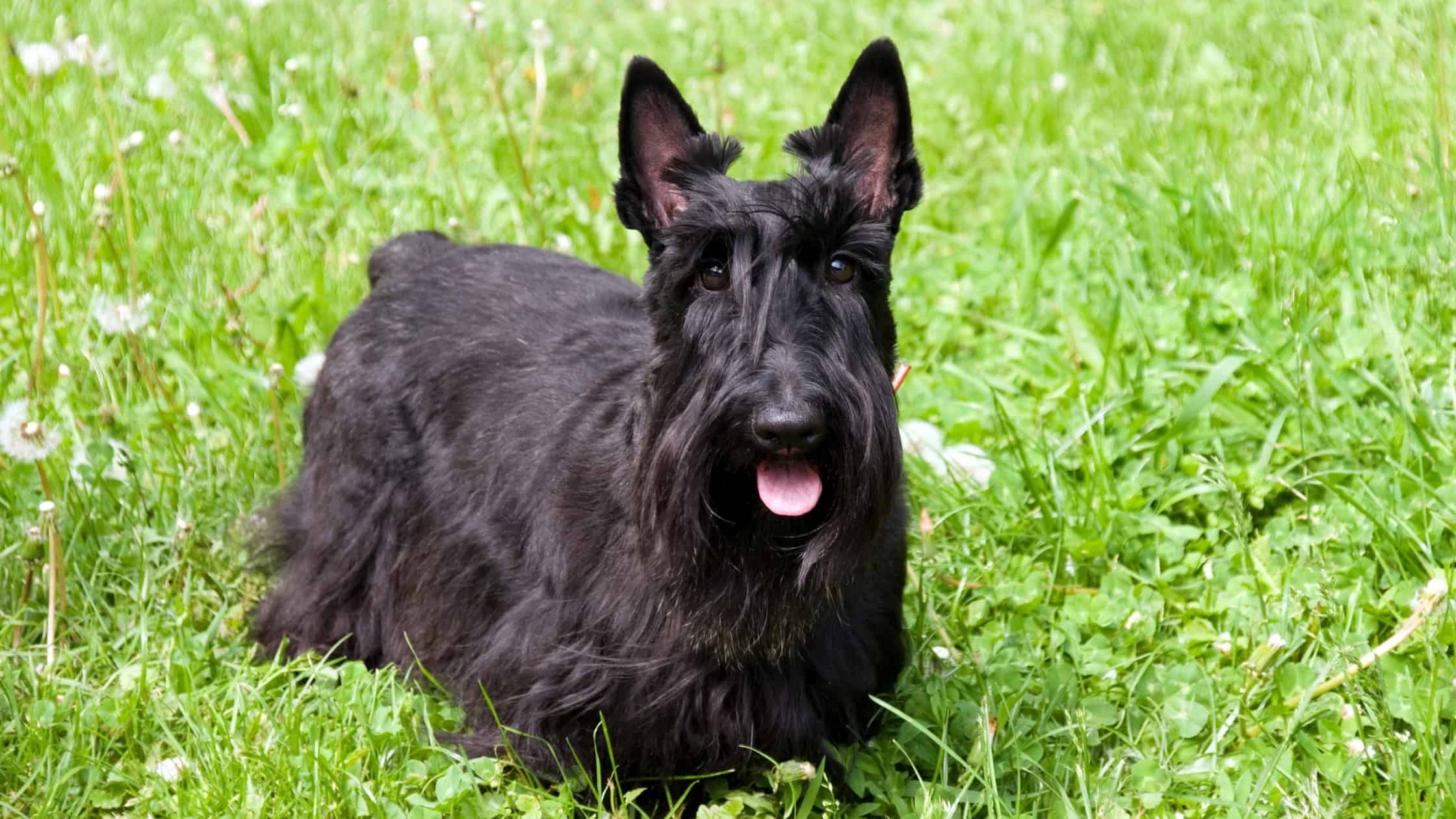 Short Legged Dogs 8 Popular Breeds