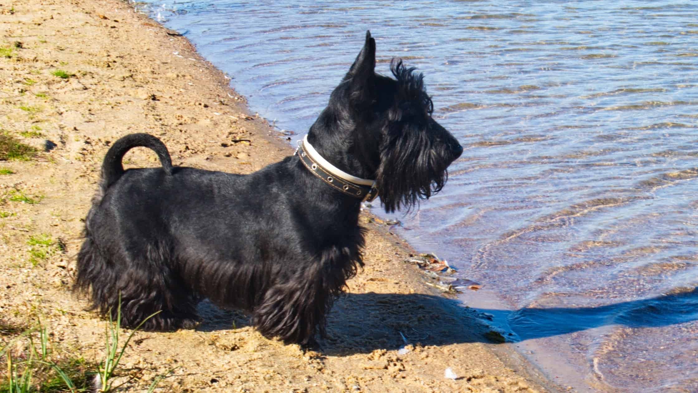 Short Legged Dogs 8 Popular Breeds