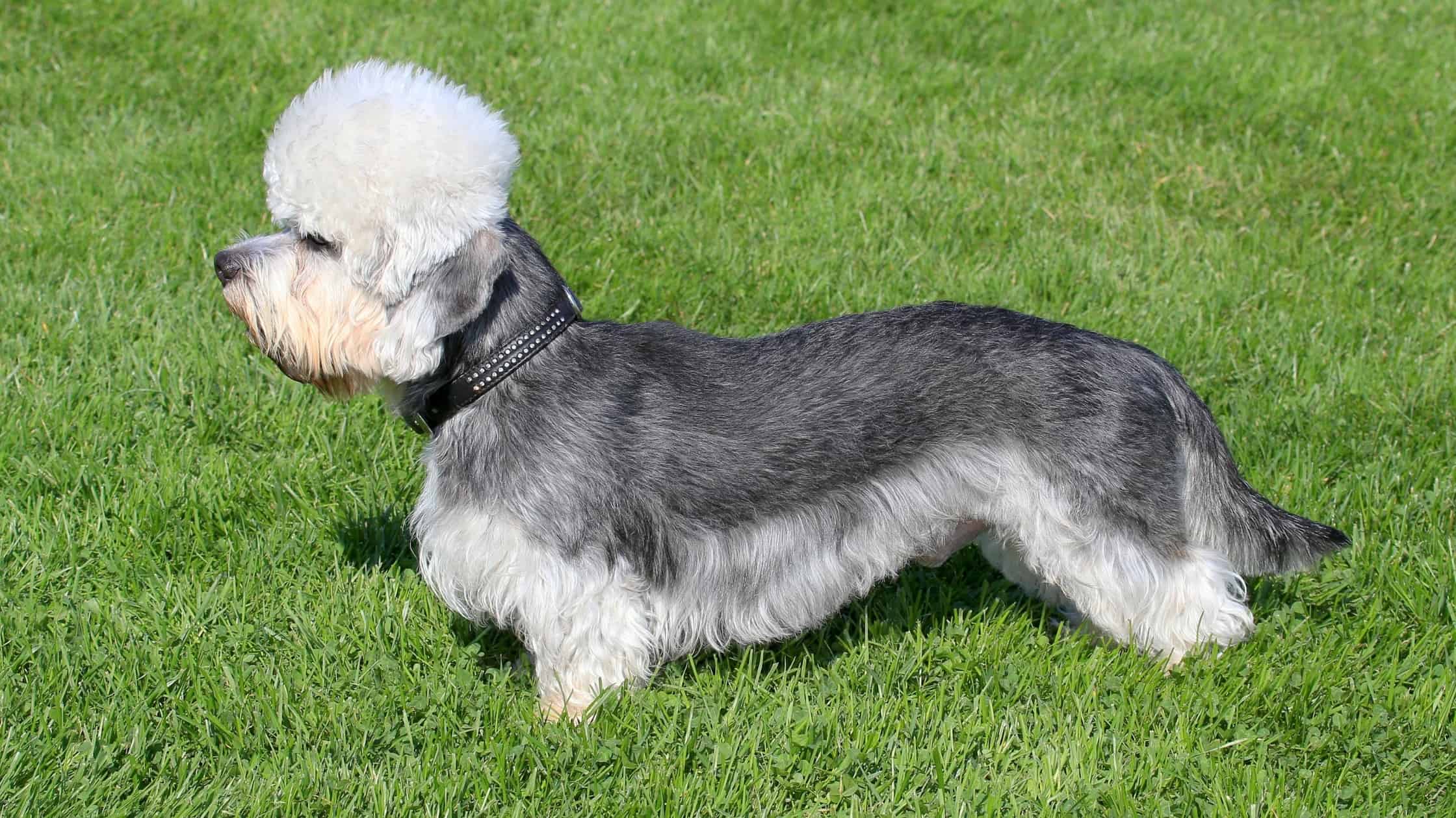 Short Legged Dogs 8 Popular Breeds