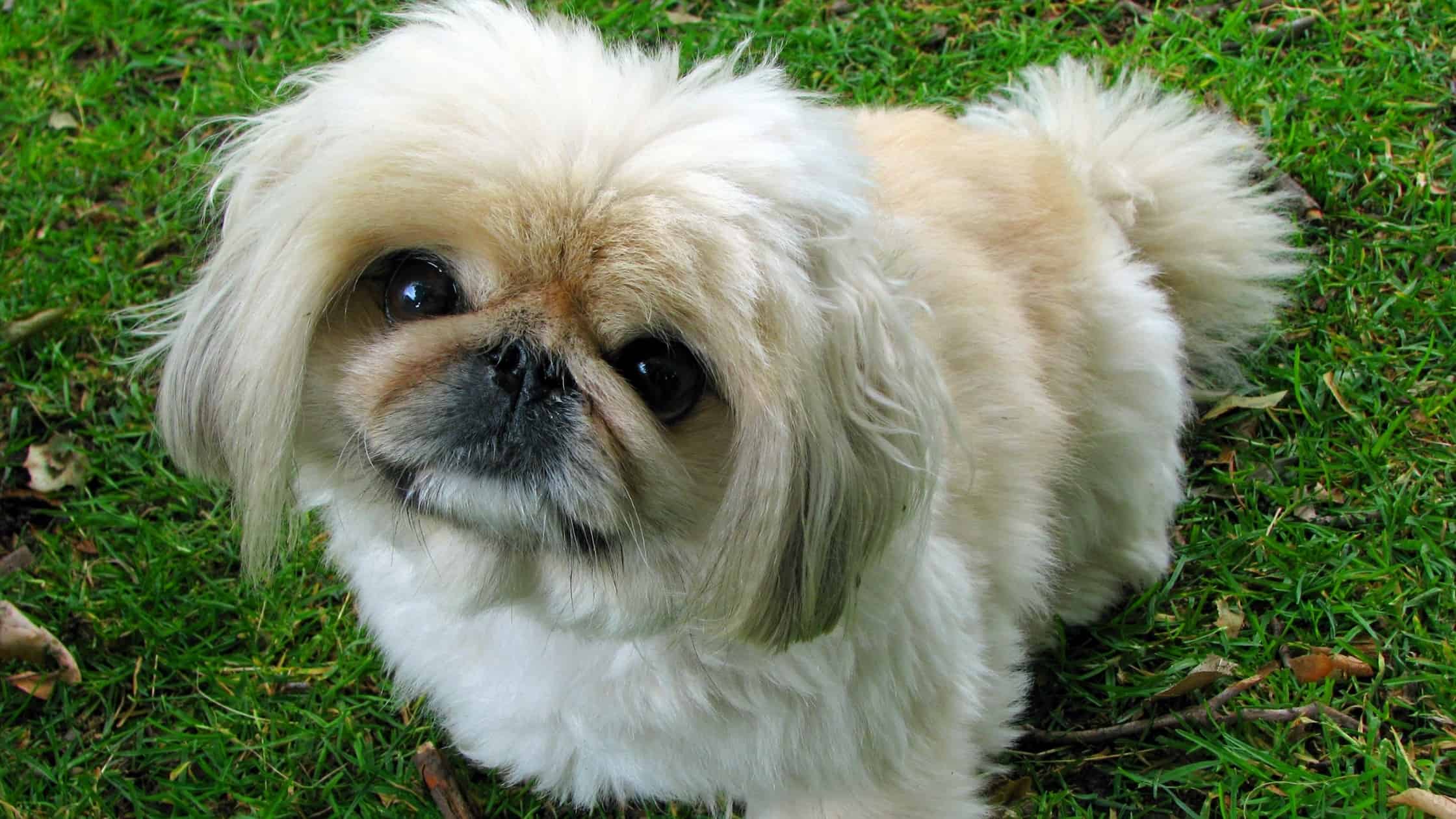 Short Legged Dogs 8 Popular Breeds