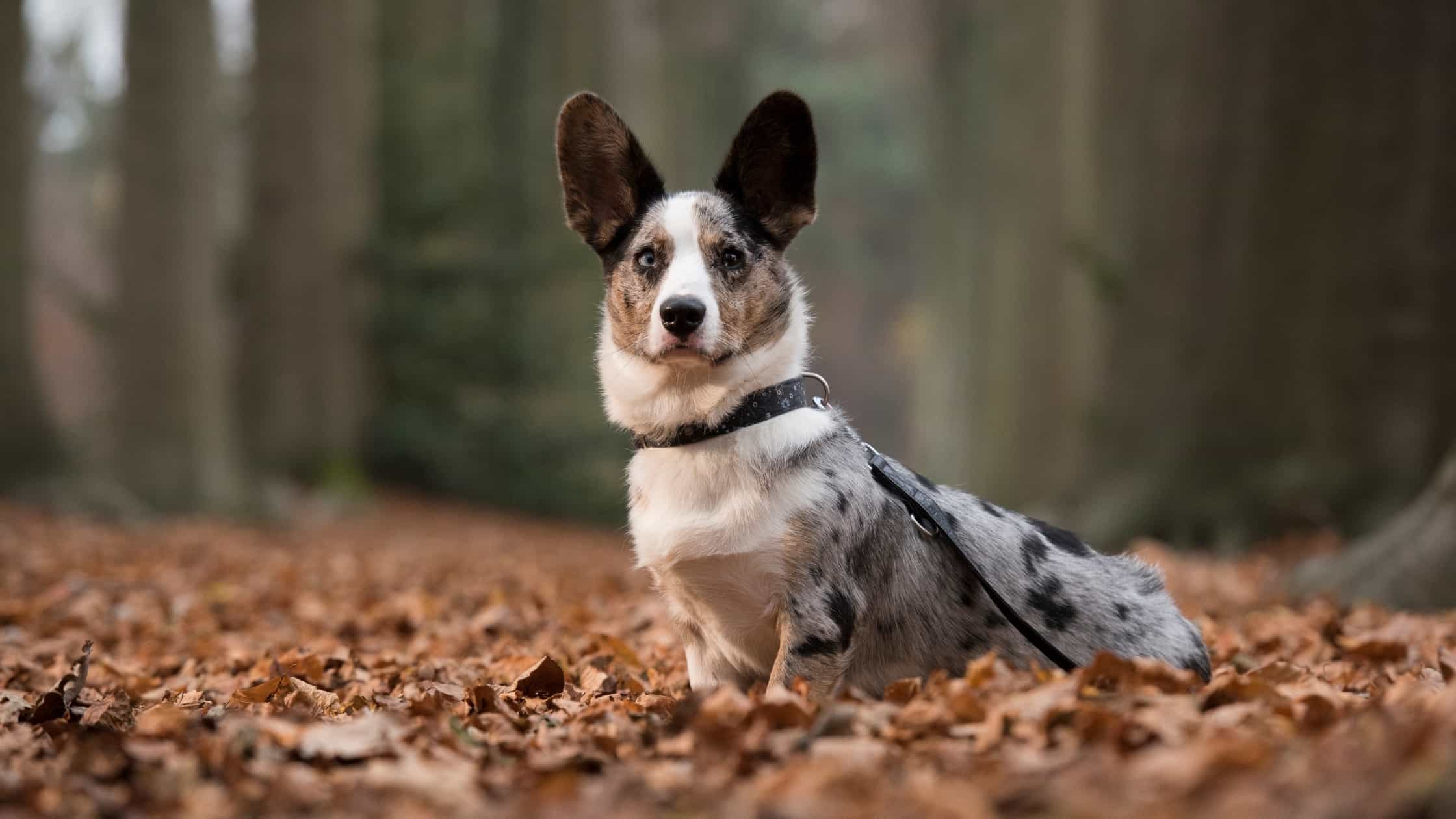 Short Legged Dogs 8 Popular Breeds