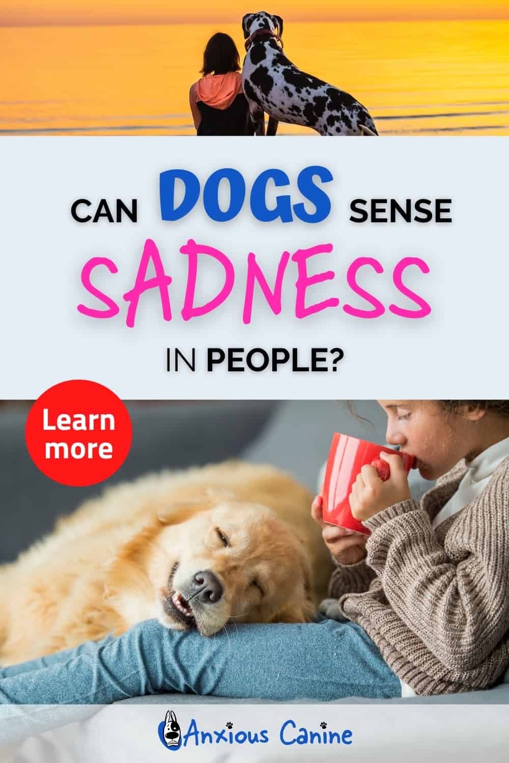 Can Dogs Sense Sadness in Their Owners?
