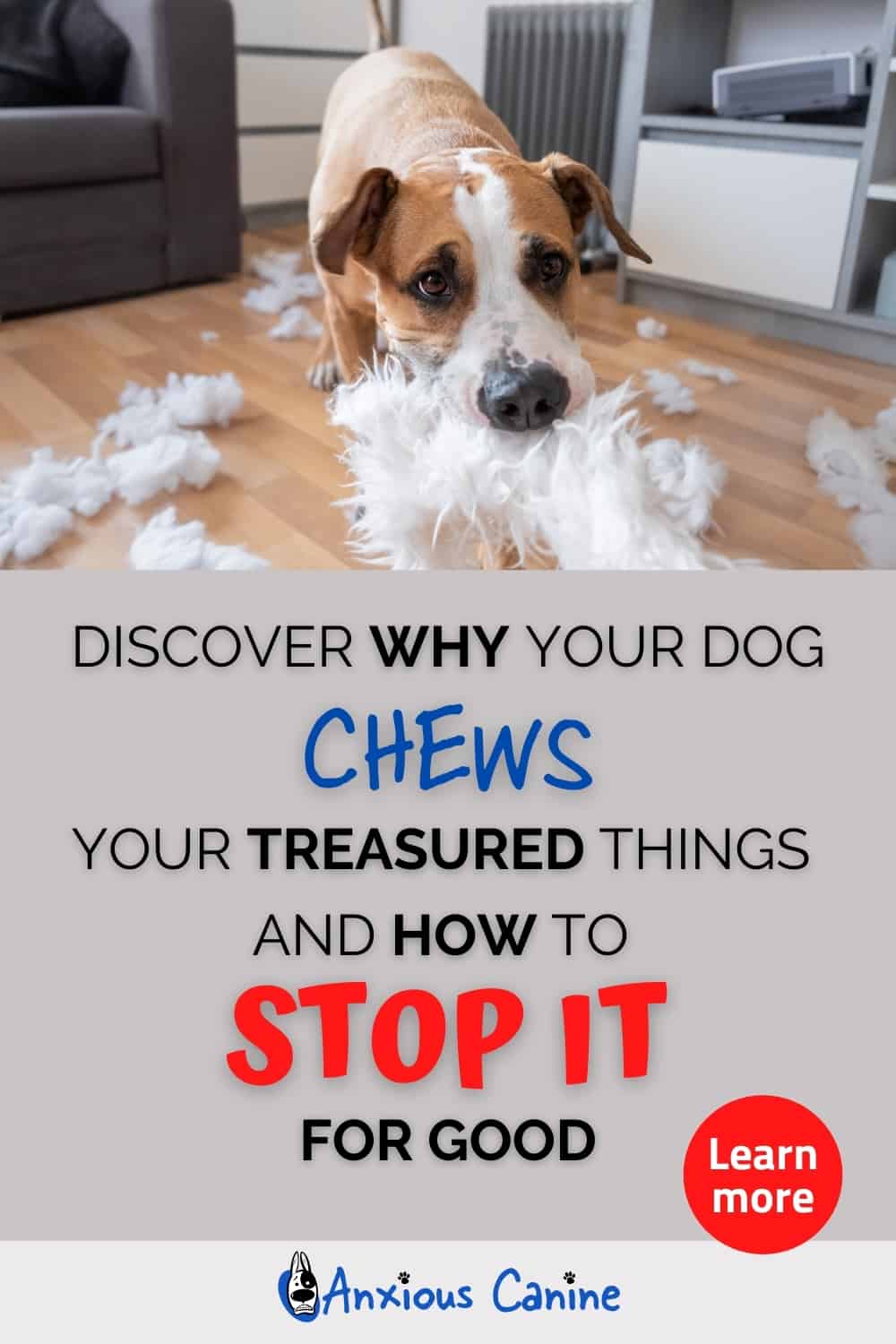 Destructive dogs Stop them destroying your home