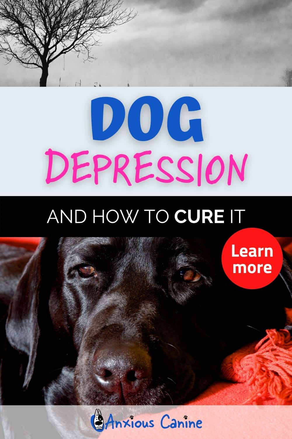 Depression in Dogs The Owner's Guide