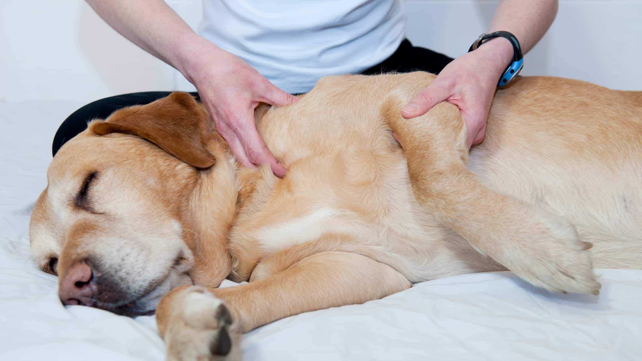 Separation Anxiety in Dogs Causes and Solutions