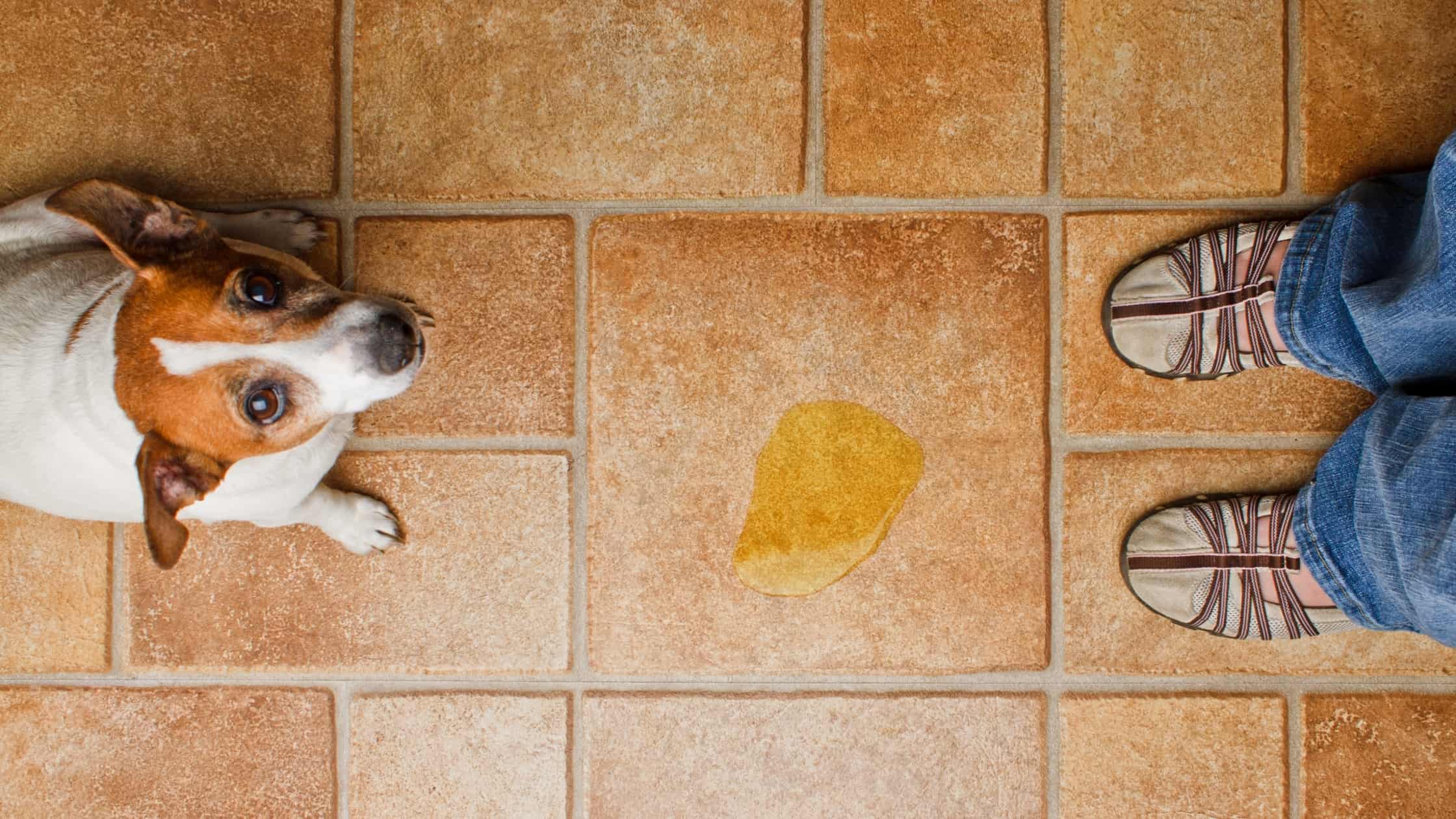 Separation Anxiety in Dogs Causes and Solutions