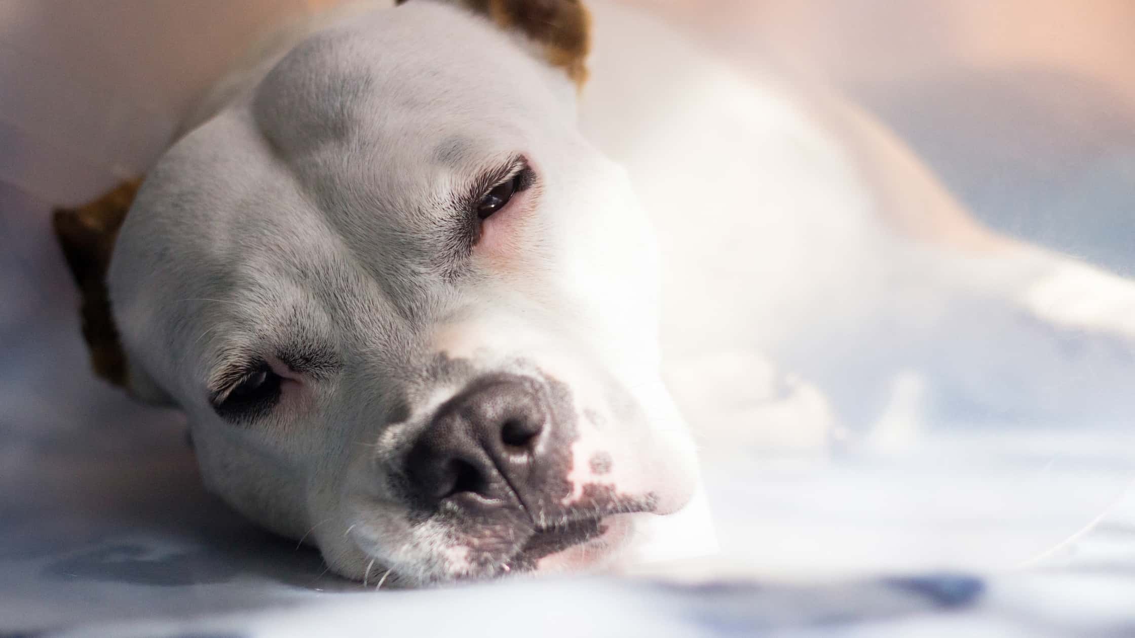 Is Hard Salami Bad For Dogs at Evelyn Draper blog