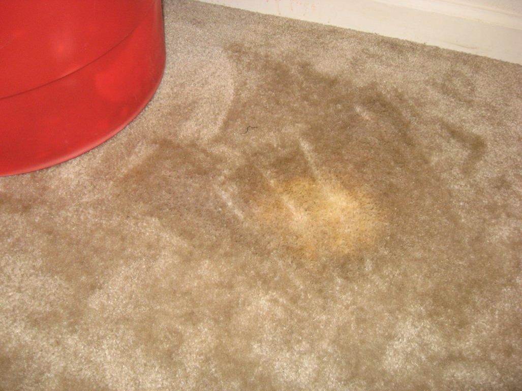 Get Rid Of Old Pet Stains On Carpet at Angelina Ramey blog