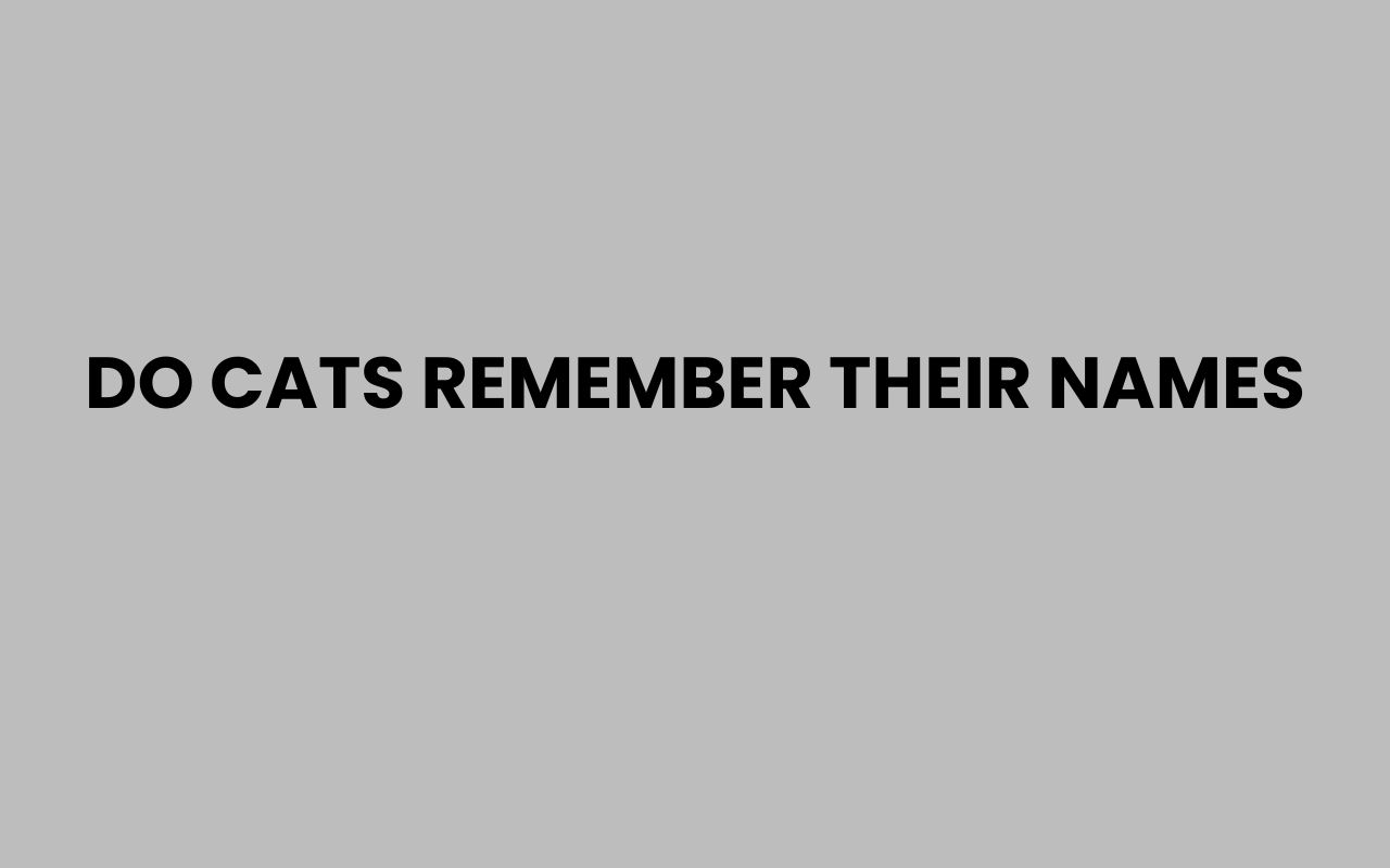 Do Cats Remember Their Names Surprising Facts Revealed