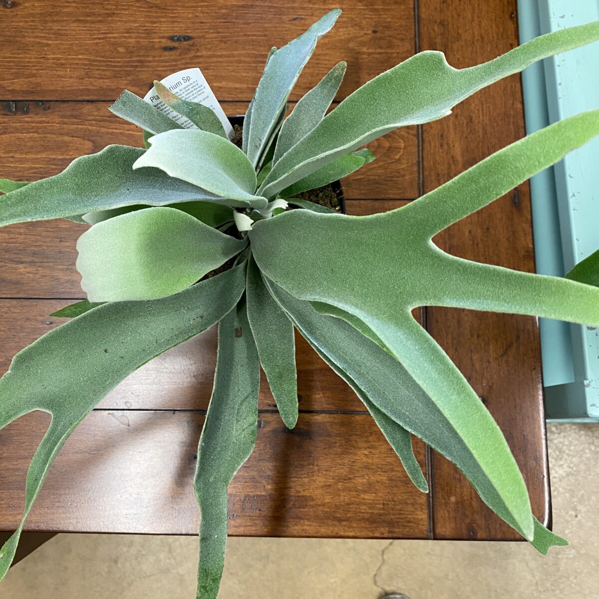 Staghorn Fern Hanger (Platycerium) Tropicals & Houseplants › Anything