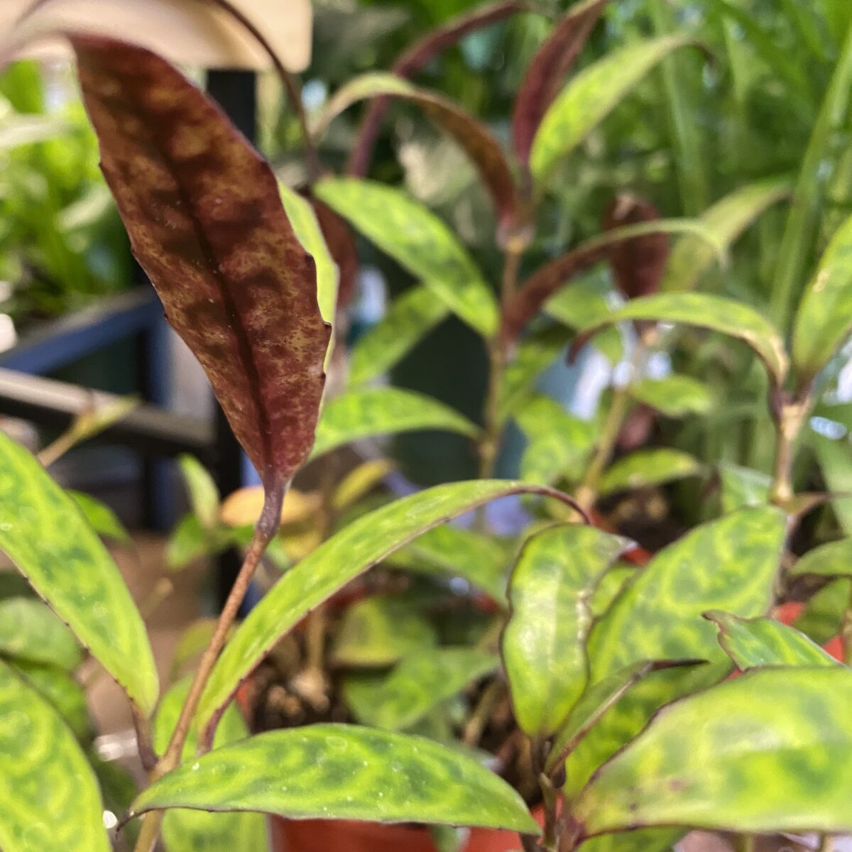 Black Pagoda Lipstick Plant (Aeschynanthus Radicans) › Anything Grows