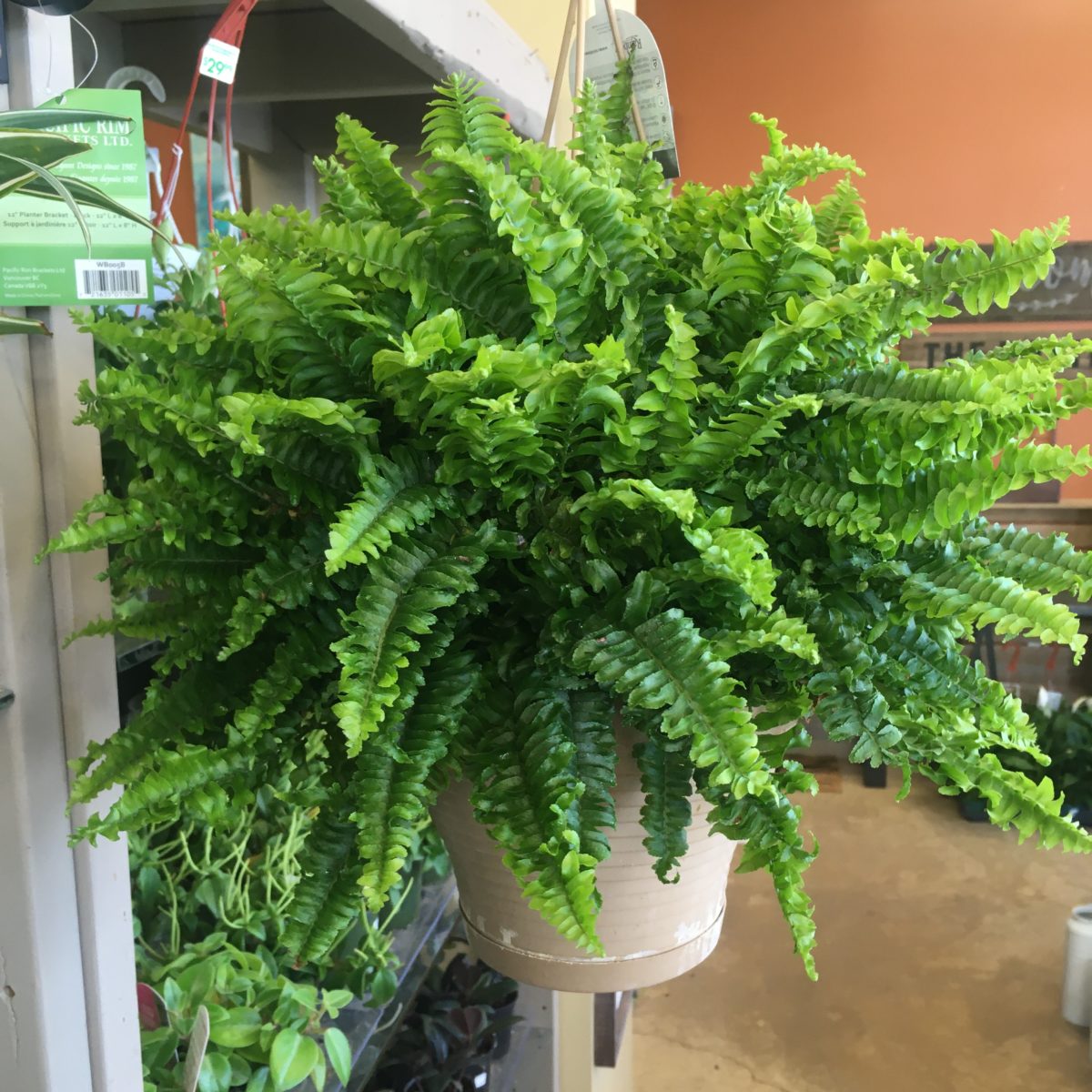 Boston Fern (Nephrolepis Exaltata) (Various Sizes) Tropicals