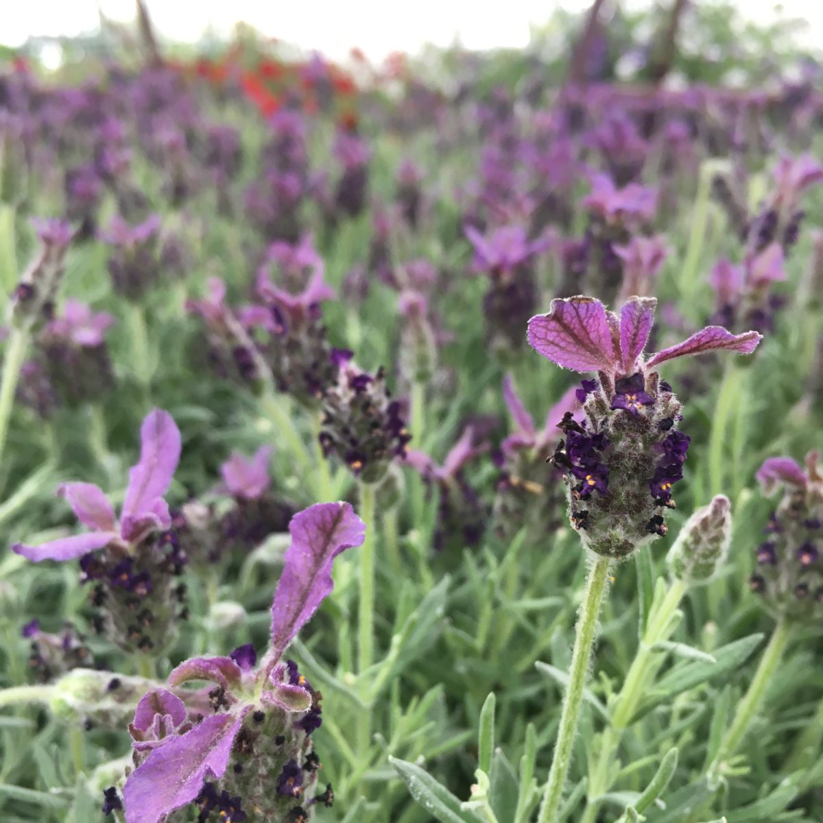 Spanish Lavender (Sun) Annual › Anything Grows