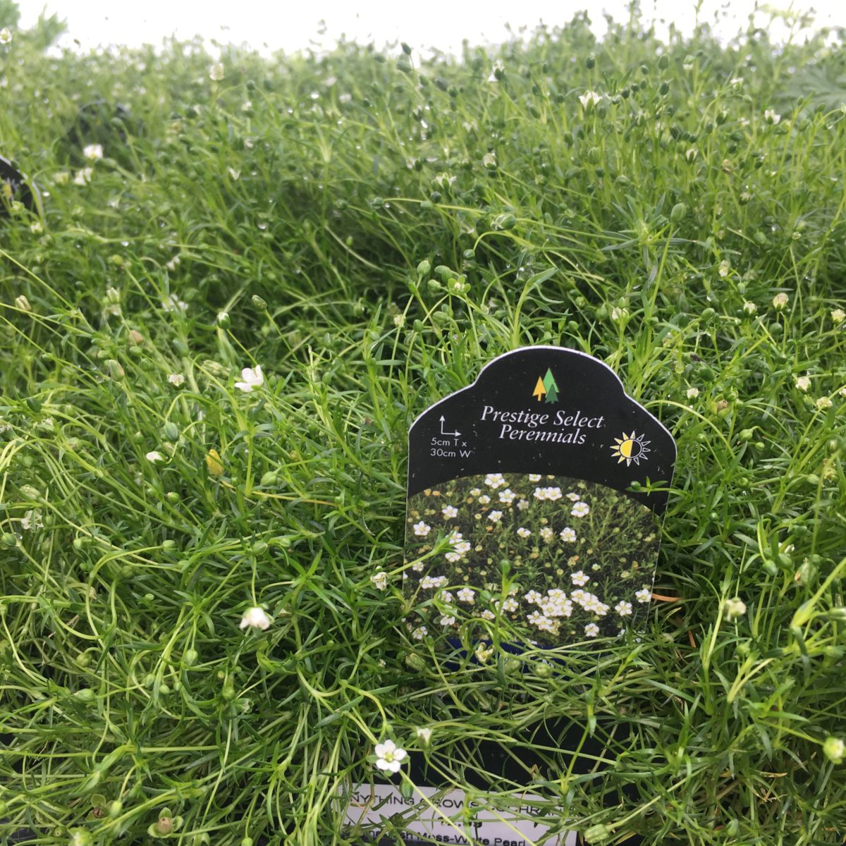 Irish Moss Perennials › Anything Grows