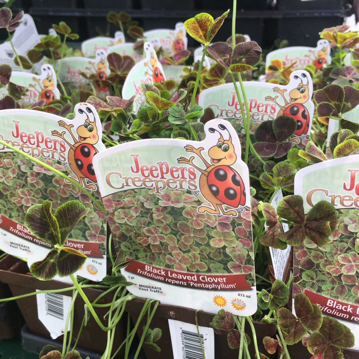 Black Leafed Clover Perennials › Anything Grows