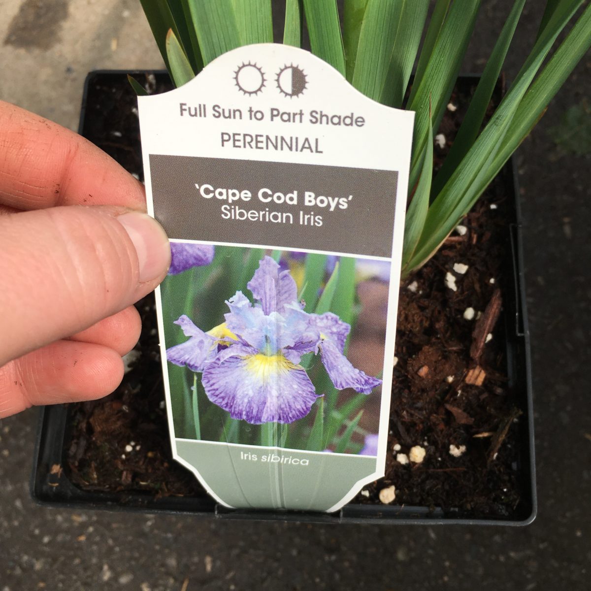 Siberian Iris (Cape Cod Boys) Perennials › Anything Grows