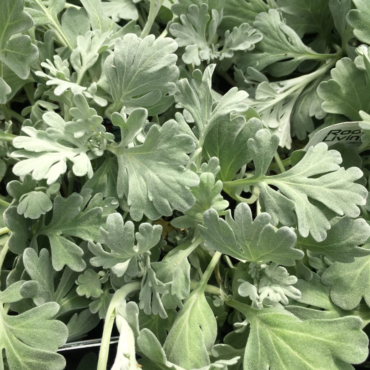 Dusty Miller Perennials › Anything Grows