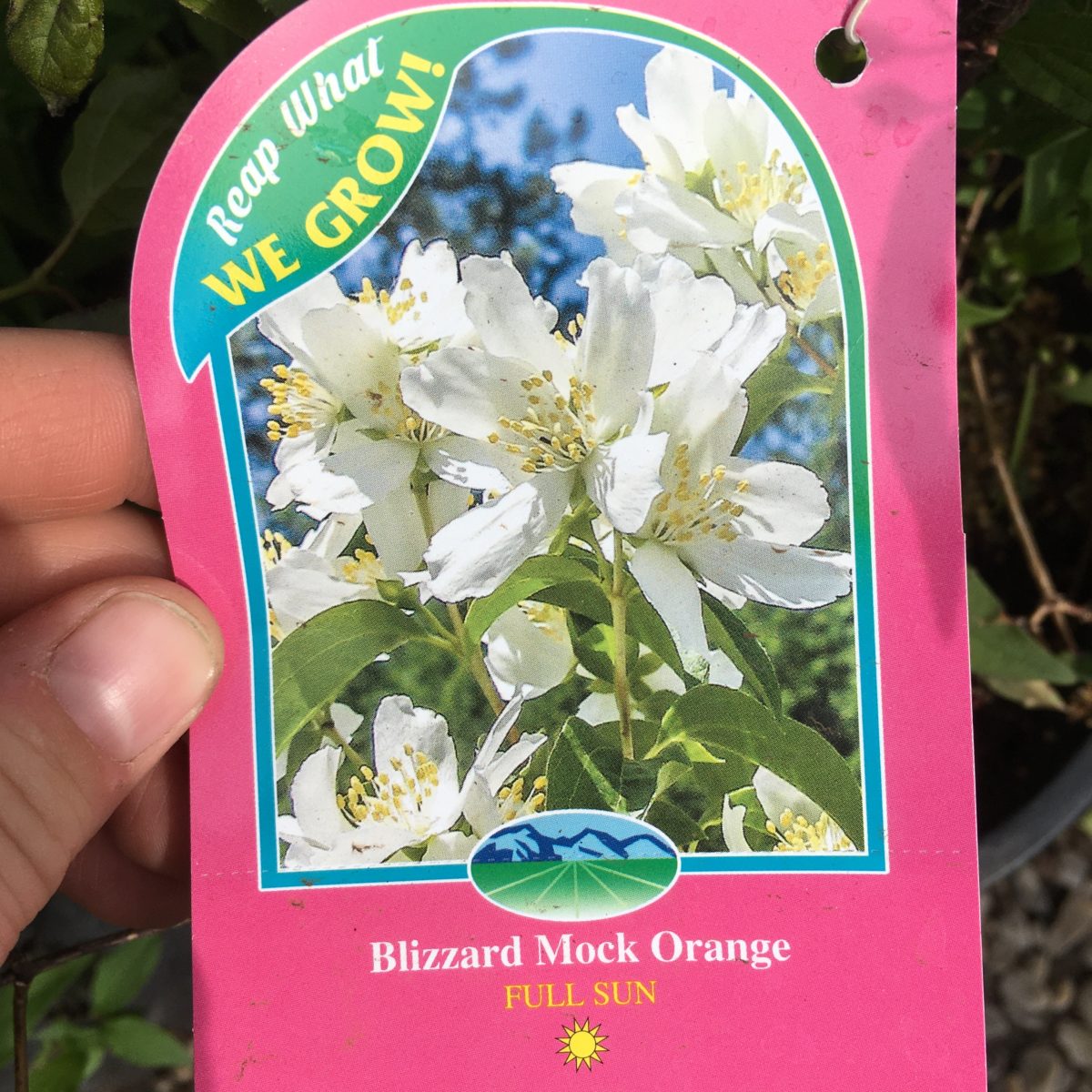 Blizzard Mock Orange Trees & Shrubs › Anything Grows