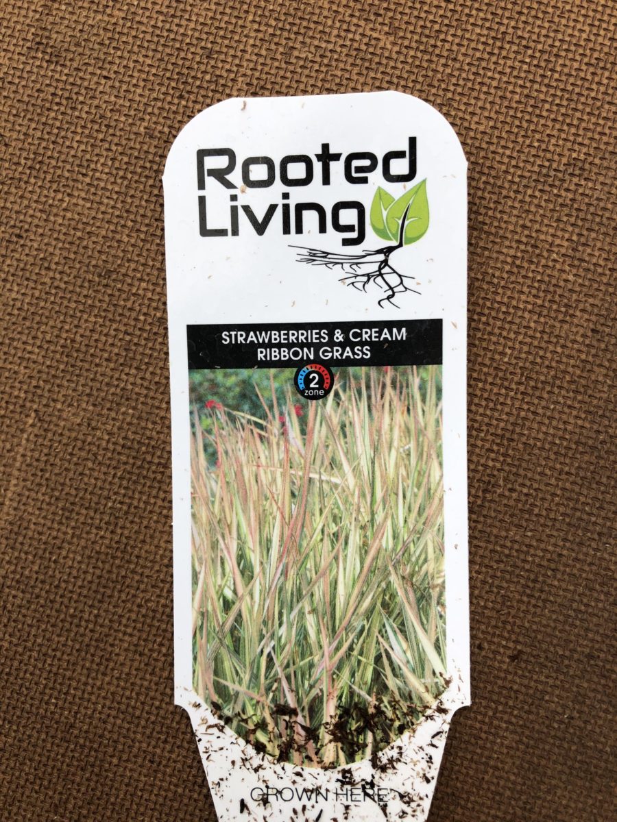 Strawberries & Cream Ribbon Grass Perennials › Anything Grows