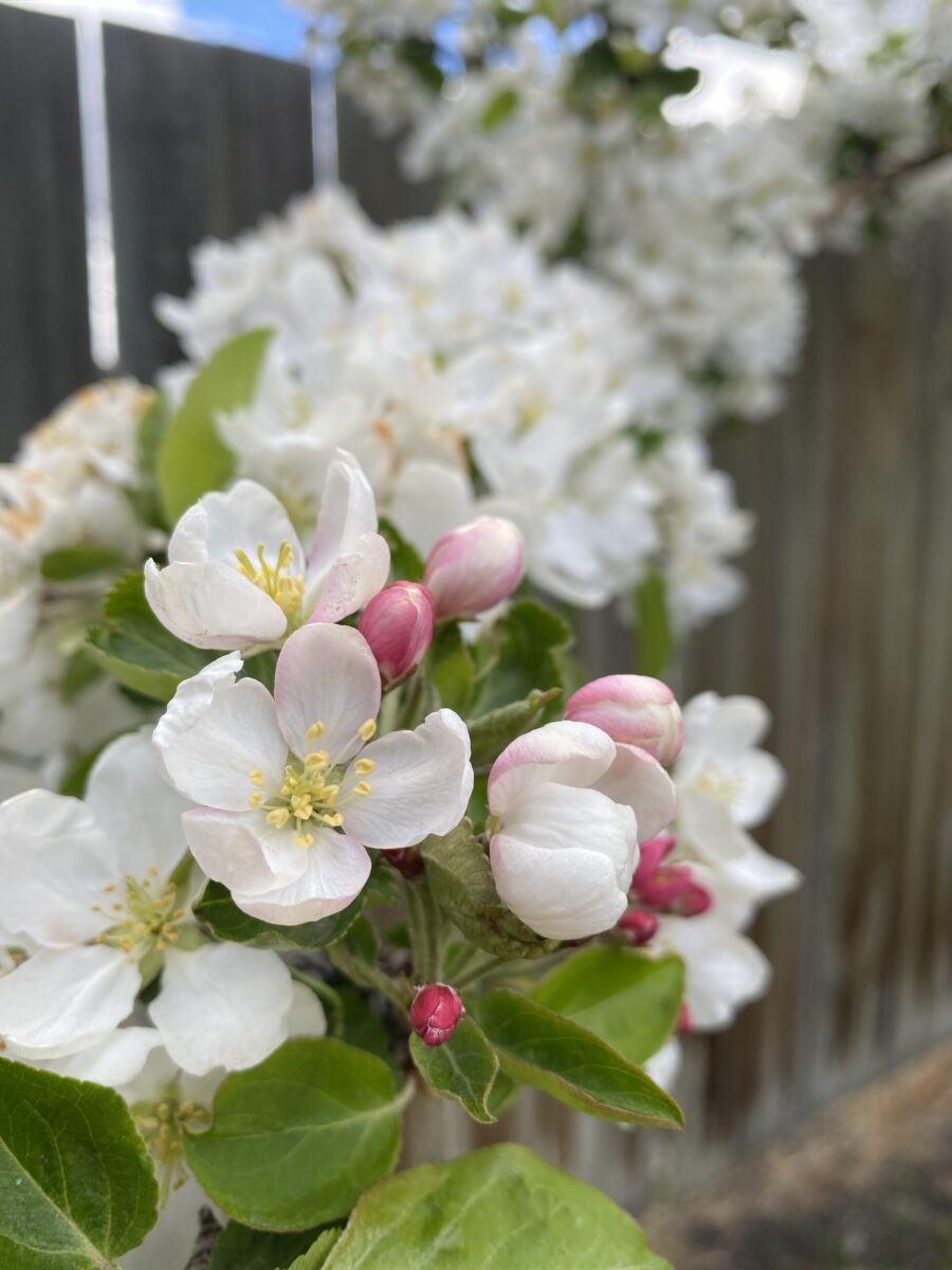 Spring Snow Crabapple Trees Trees & Shrubs › Anything Grows
