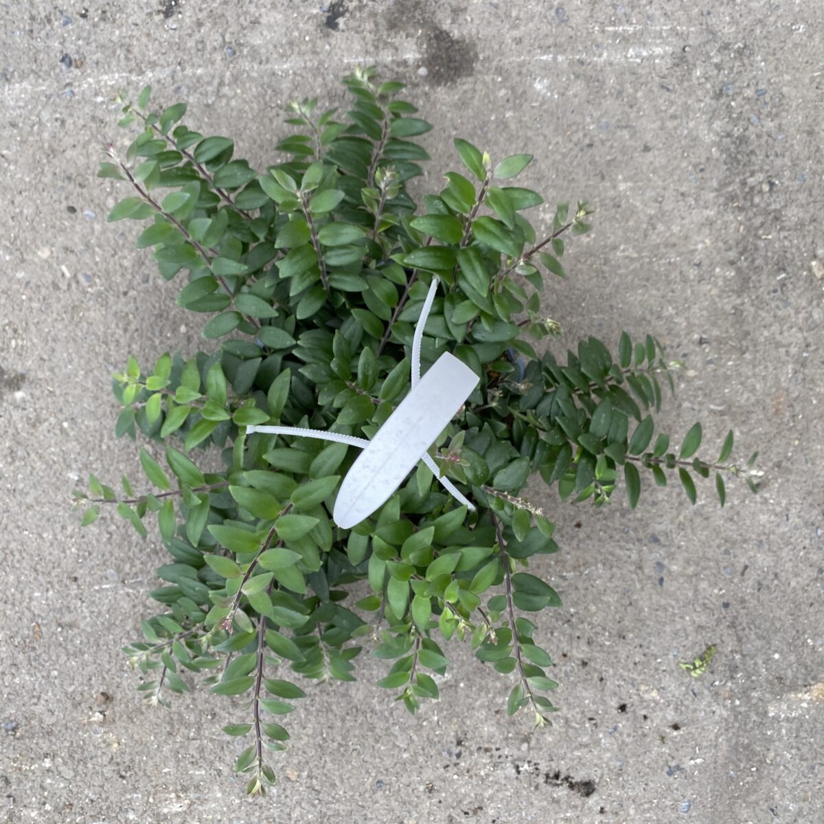 Myra Lipstick Plant (Aeschynanthus radicans ‘Myra’) Tropicals