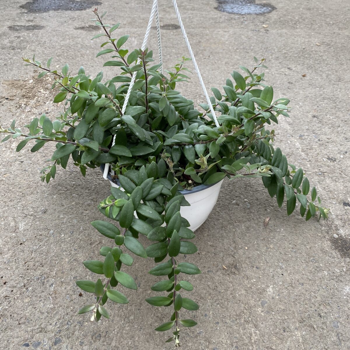 Myra Lipstick Plant (Aeschynanthus radicans ‘Myra’) Tropicals
