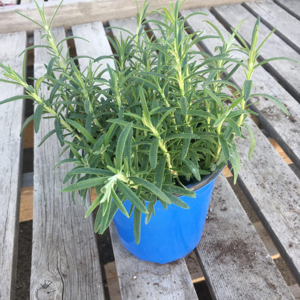Rosemary (1 gallon) Large Culinary Herbs › Anything Grows