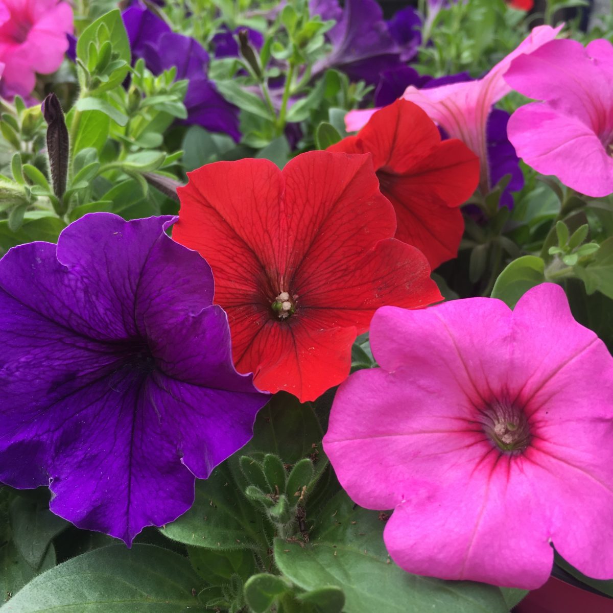 Wave Petunia 4″ Flowering Annuals (Sun) › Anything Grows