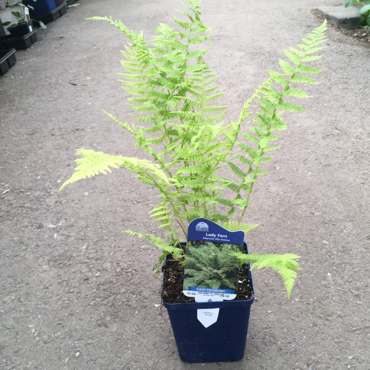 Assorted Ferns Perennials › Anything Grows