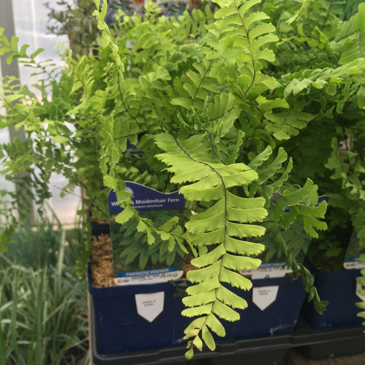 Assorted Ferns Perennials › Anything Grows