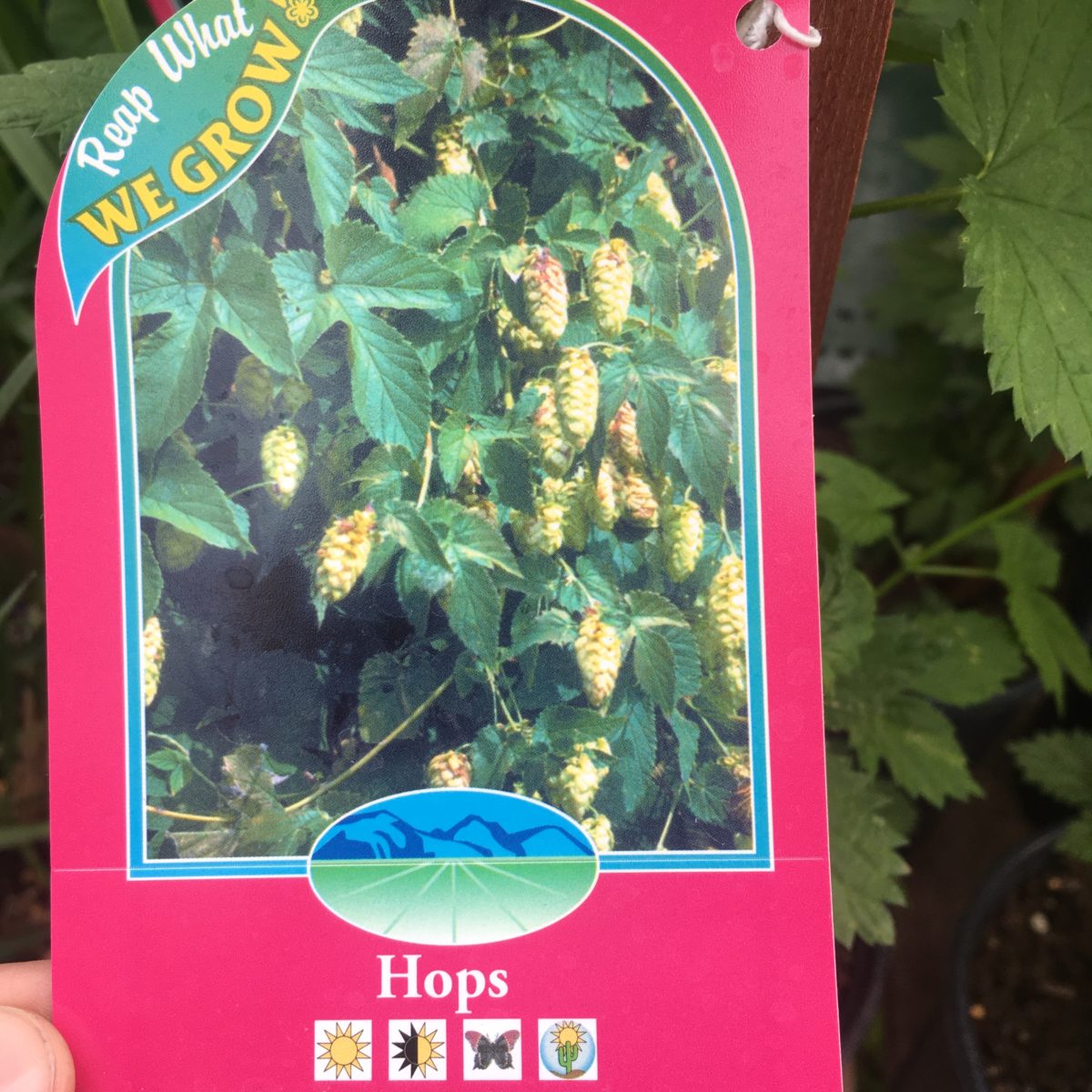 Hops Perennials › Anything Grows