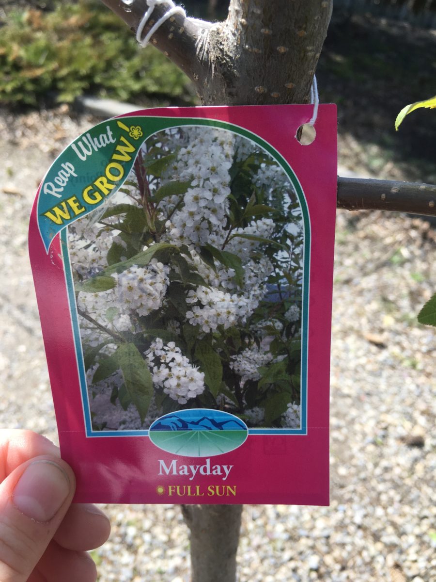Advance Mayday Tree Trees & Shrubs › Anything Grows